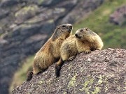 07 Marmotte in comoda sentinella su grossi massi